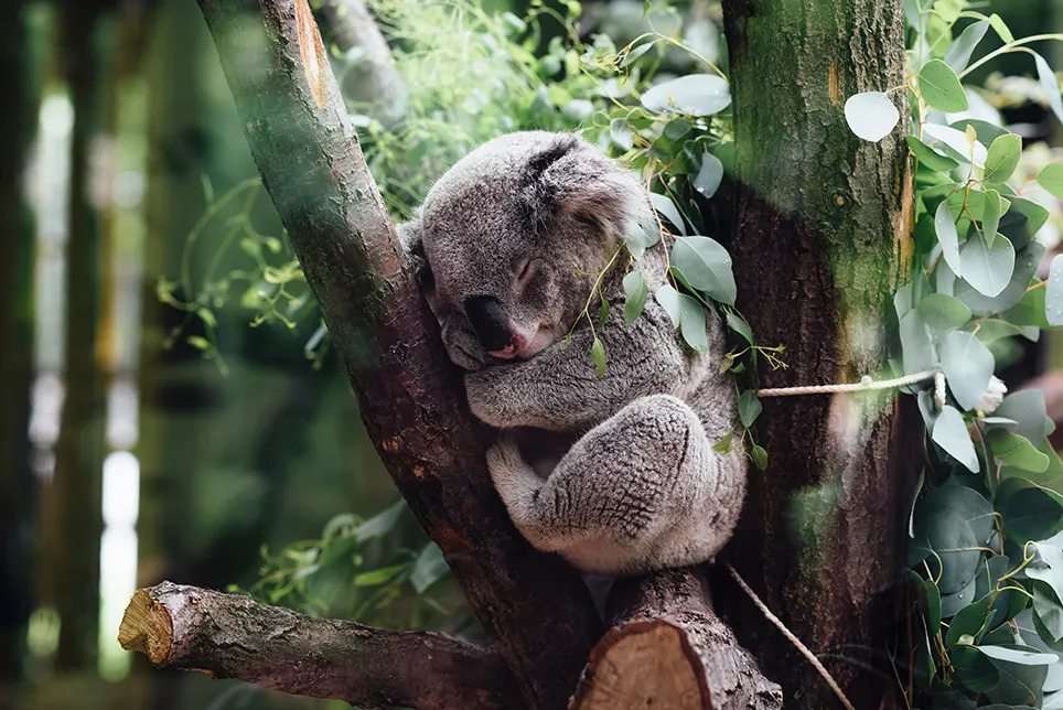 Koala spí na strome od únavy