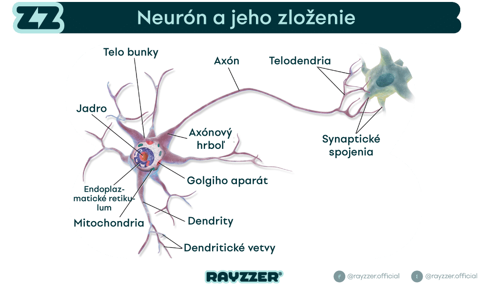 Neurón a jeho zloženie